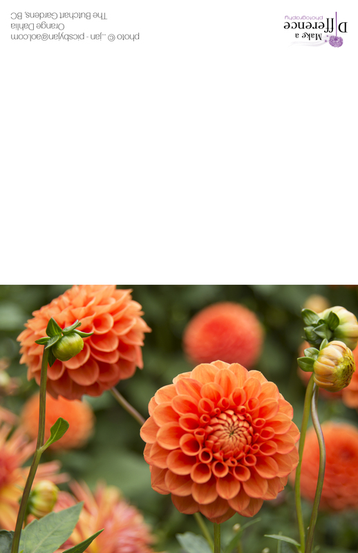 Orange Dahlia.jpg