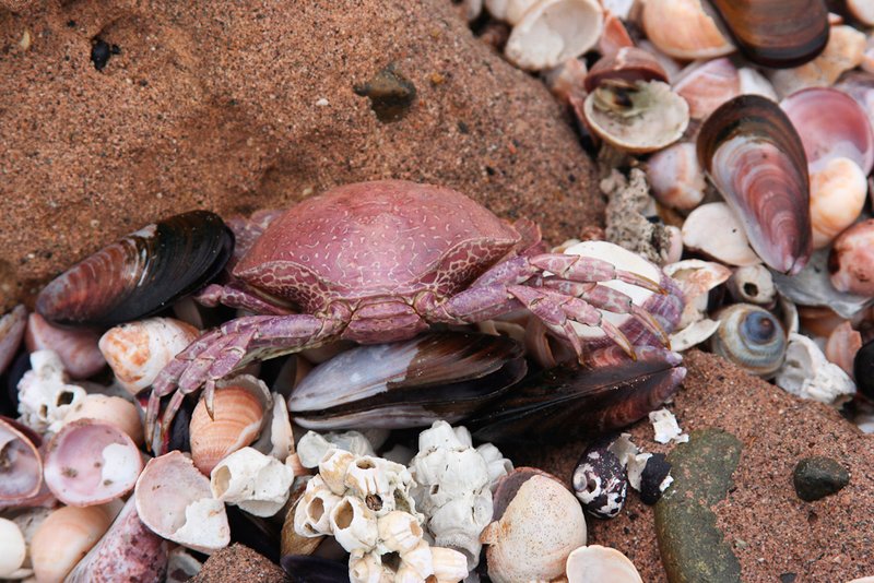 Paracas Shells (2739).jpg