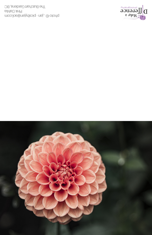 Pink Dahlia.jpg