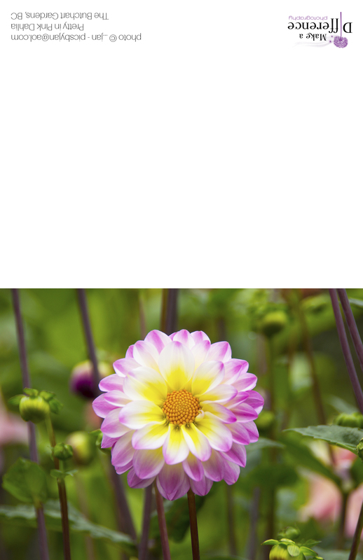 Pretty in Pink Dahlia(1).jpg