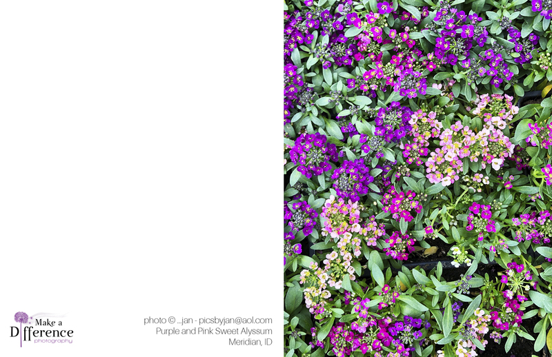 Purple and Pink Sweet Alyssum(1).jpg