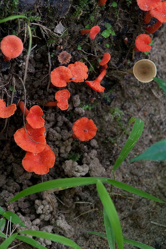 Tiny Mushrooms (94611).jpg