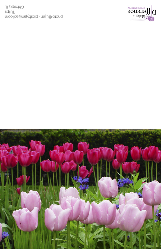 Tulips Chicago 2.jpg