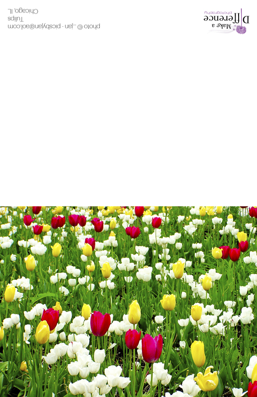 Tulips Chicago(1).jpg