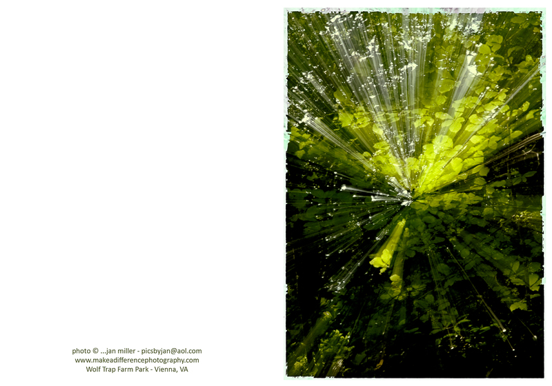 Wolf Trap Trees(1).jpg