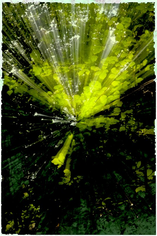 WolfTrap Trees Art (94761).jpg