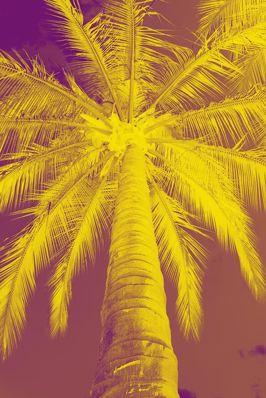 Yellow 1 Violet.jpg