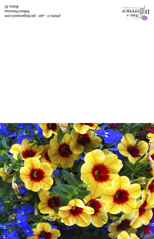 Yellow Petunias.jpg