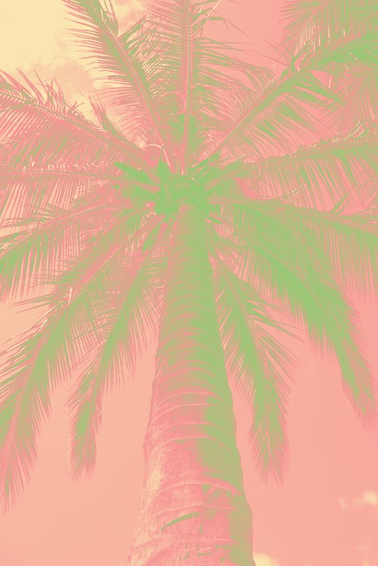 Yellow Pink Green Reverse.jpg