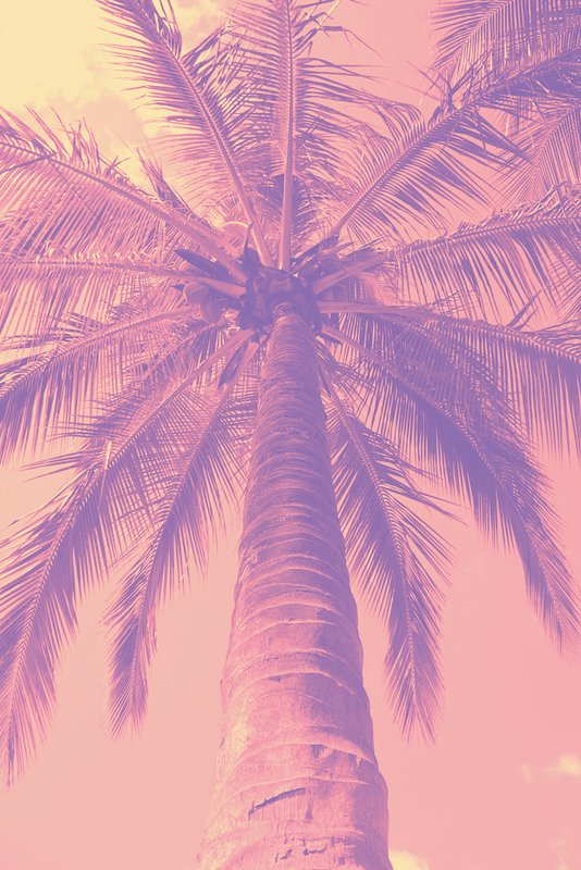 Yellow Pink Purple Reverse.jpg