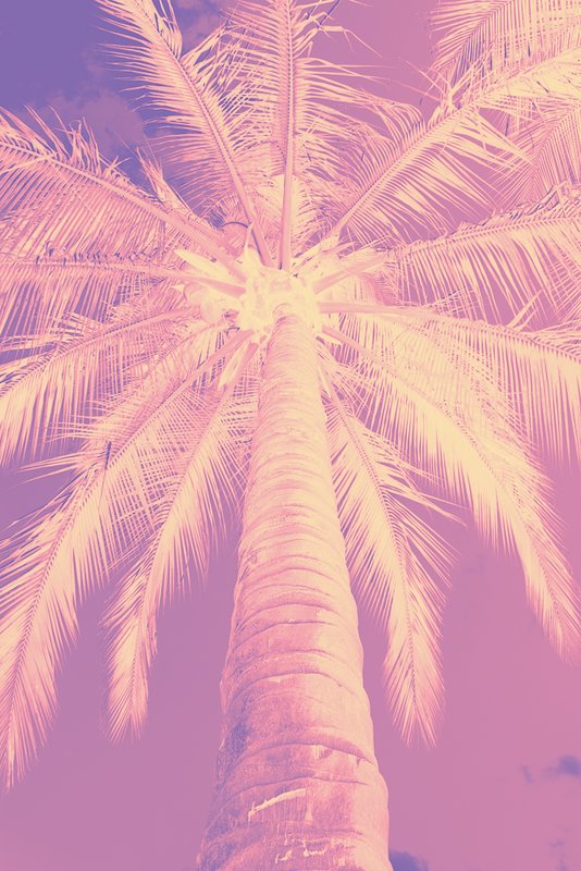 Yellow Pink Purple.jpg