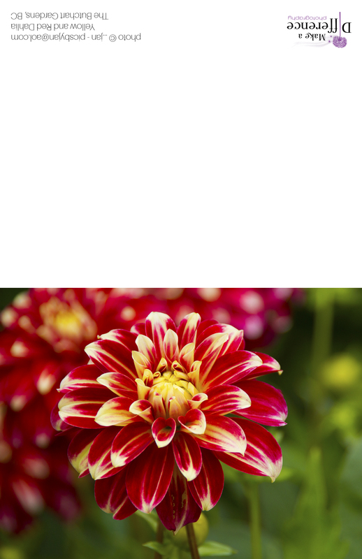 Yellow and Red Dahlia(1).jpg