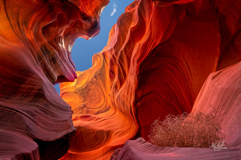 Antelope 6.jpg