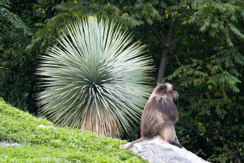 Baboon with plant.jpg