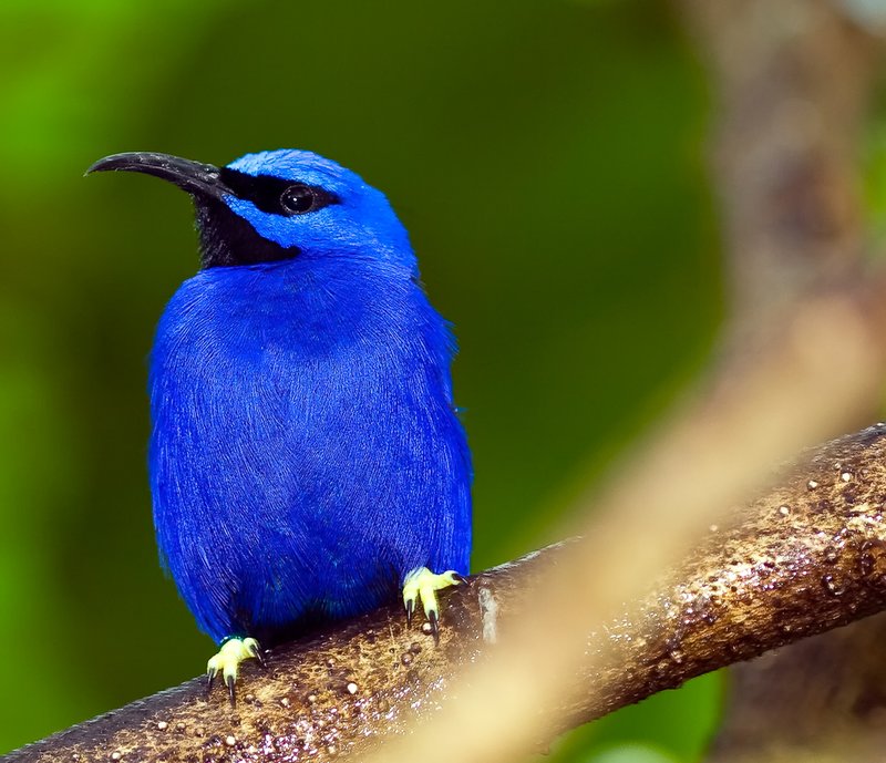 Blue humming bird with CS3 and 401.jpg