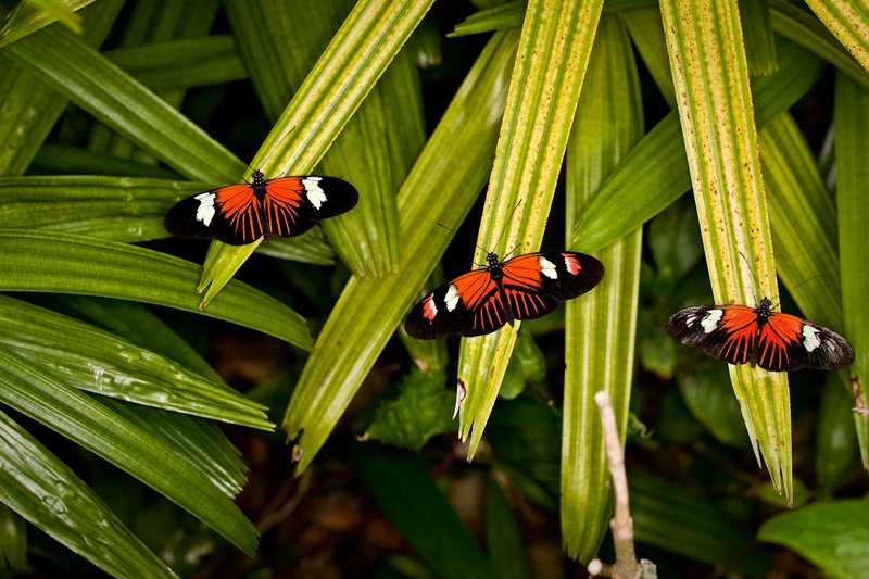 Butterfly World FL 2.jpg