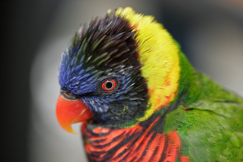 Clean bird.jpg
