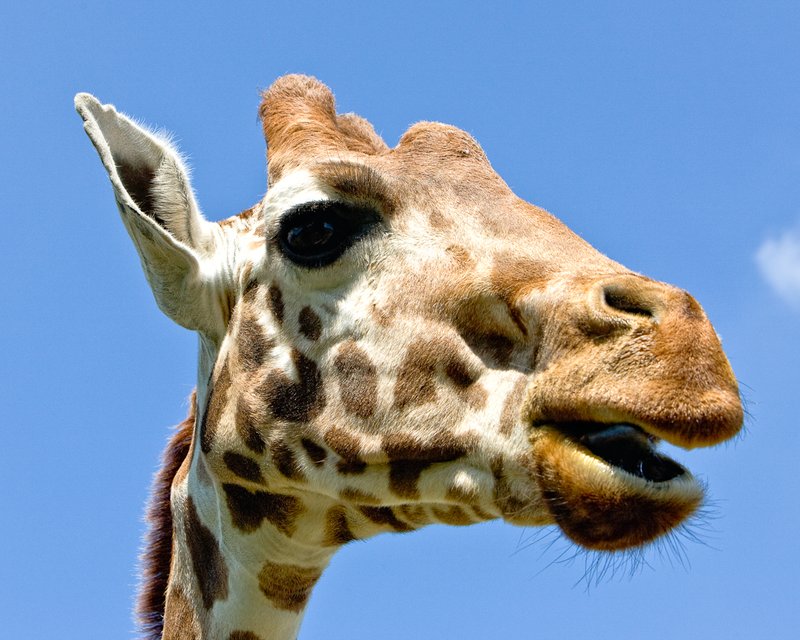 Giraffe 2 NS.jpg