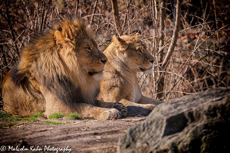 Lion 1200.jpg