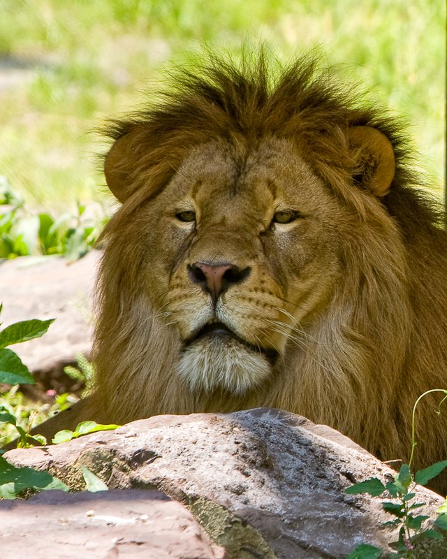 Lion 5.jpg
