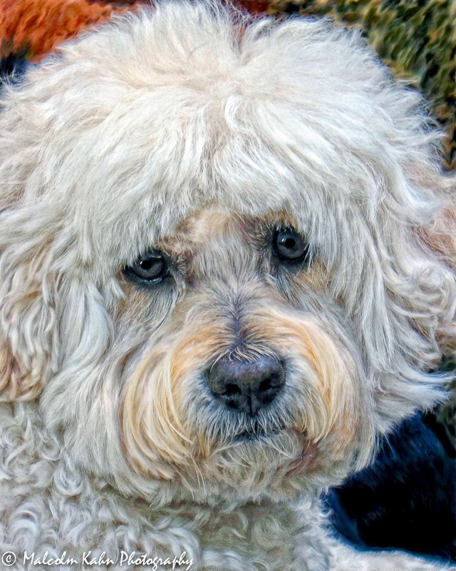 Oliver smudge NEW.jpg
