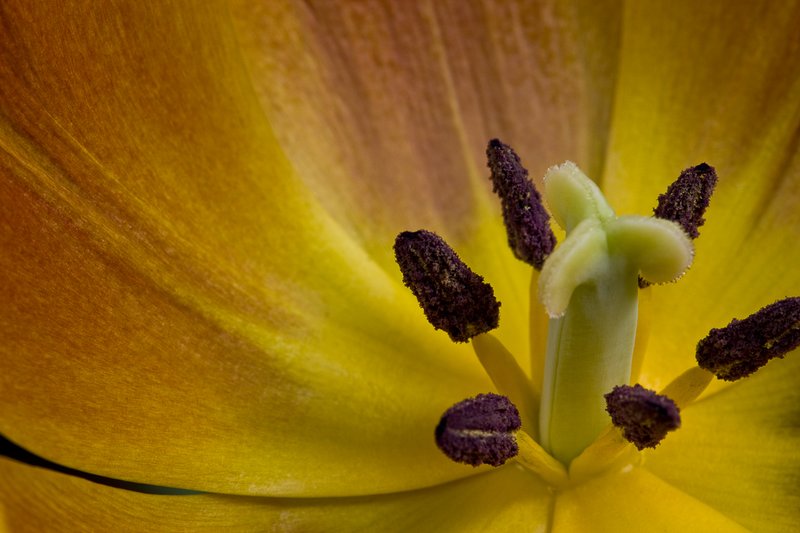 Orange flower.jpg