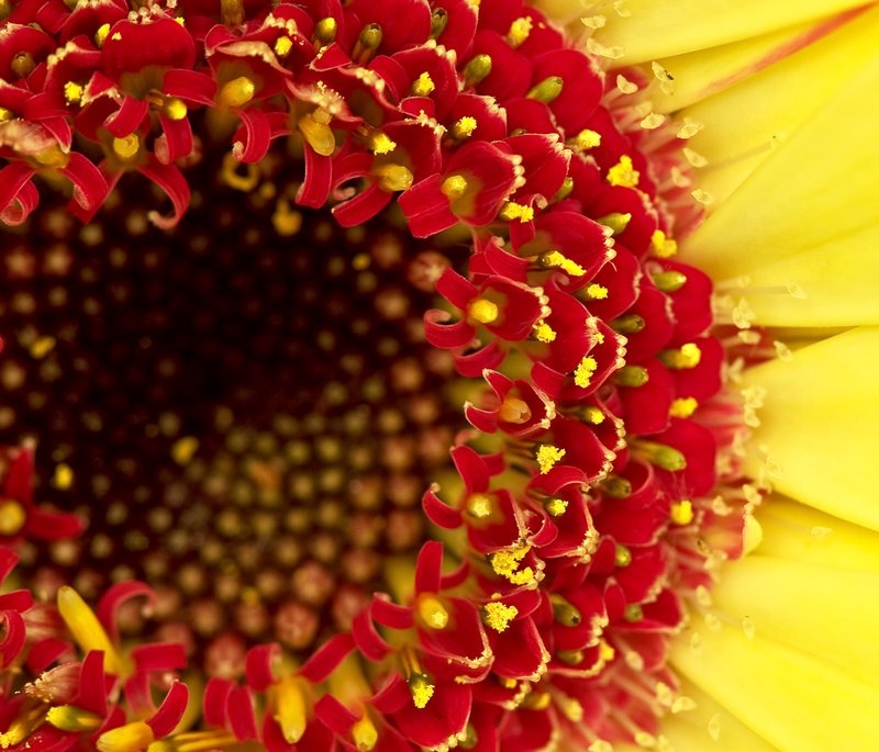 Red and Yellow flower - Blurb-Edit-Edit.jpg