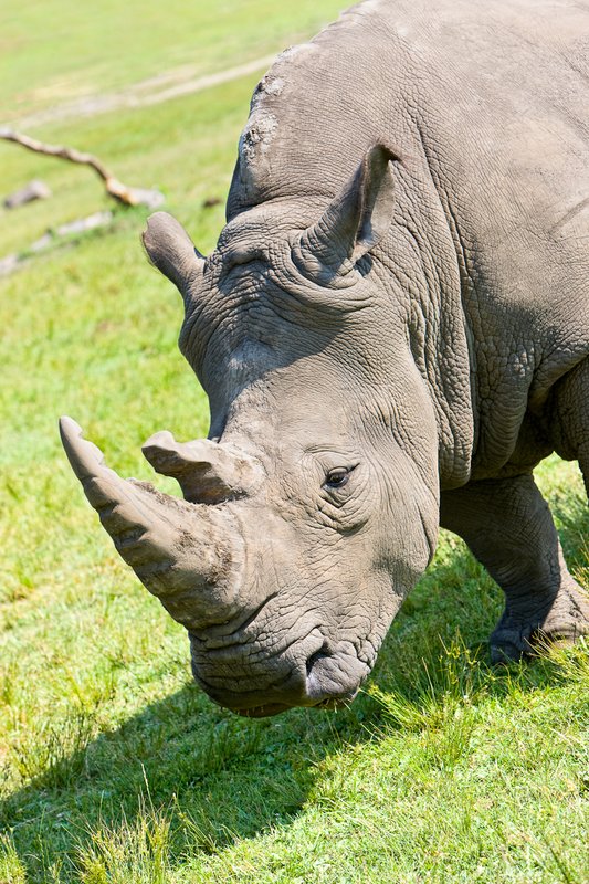 Rino 2.jpg