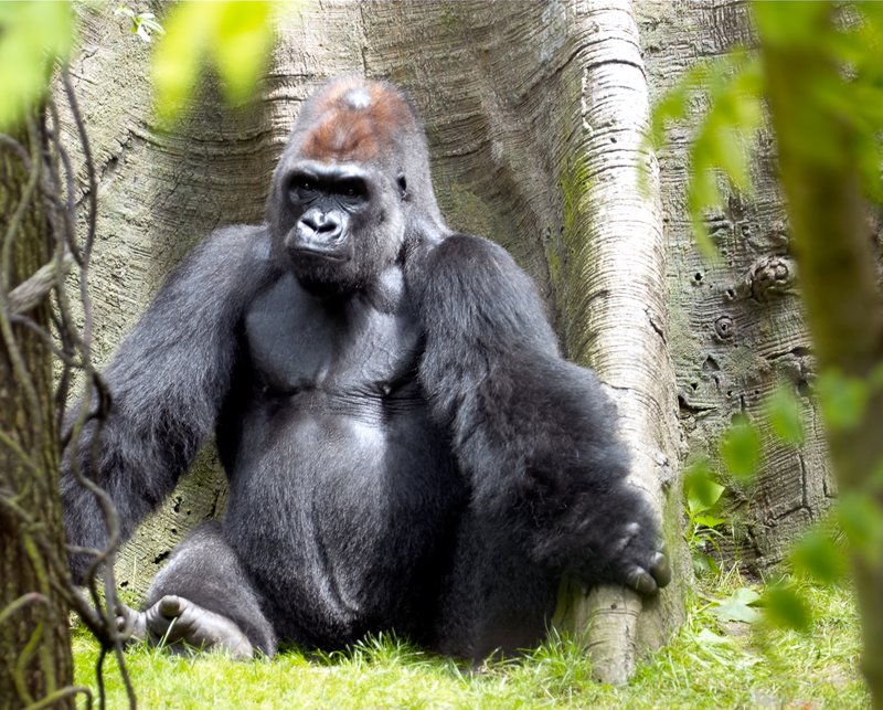 Silverback in tree hollow.jpg