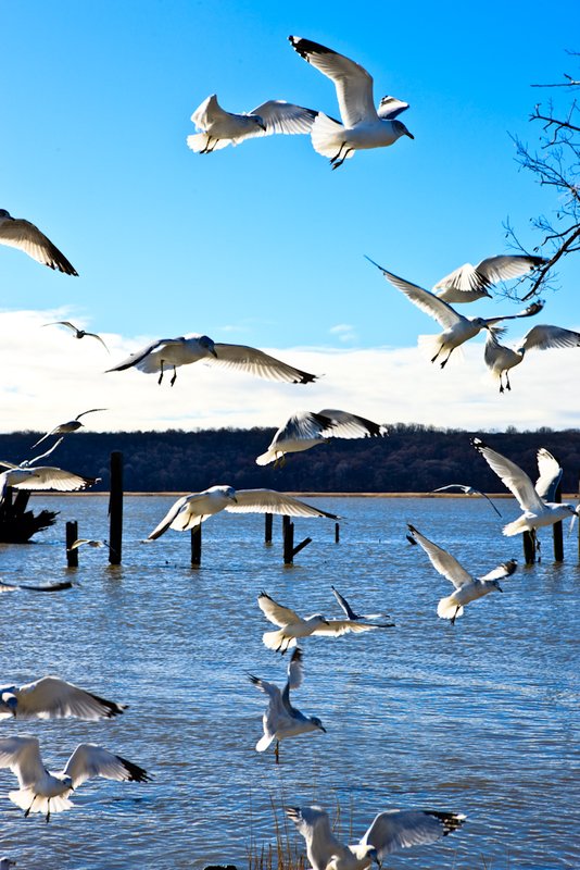 The Birds.jpg