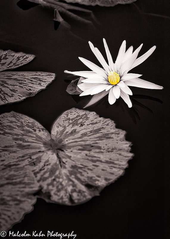 Water Lily 2.jpg