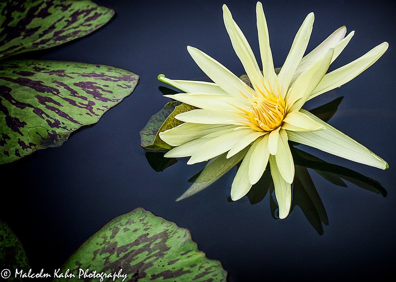 Water Lily.jpg