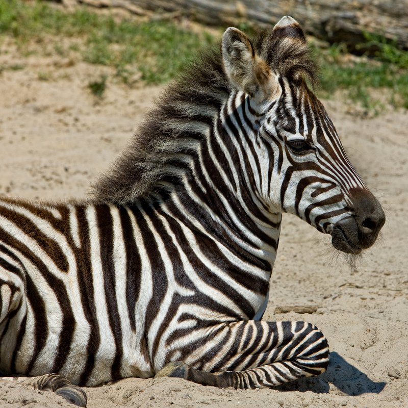 Zebra Baby 12 x 12.jpg