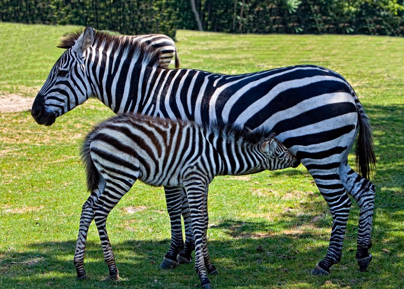Zebra-Edit-Edit.jpg
