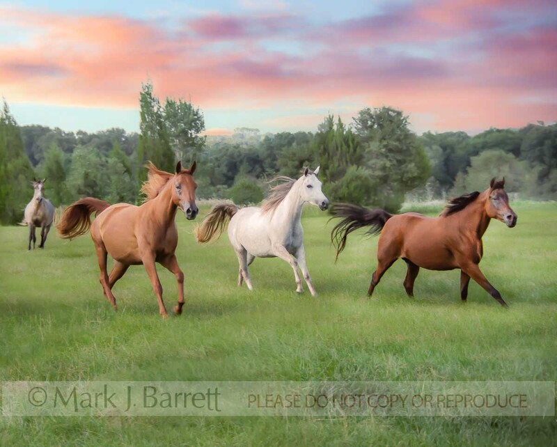 1003A1(1).jpg :: Arabian mares gallop toward us across lush green field, colorful clouds fill the horzon.