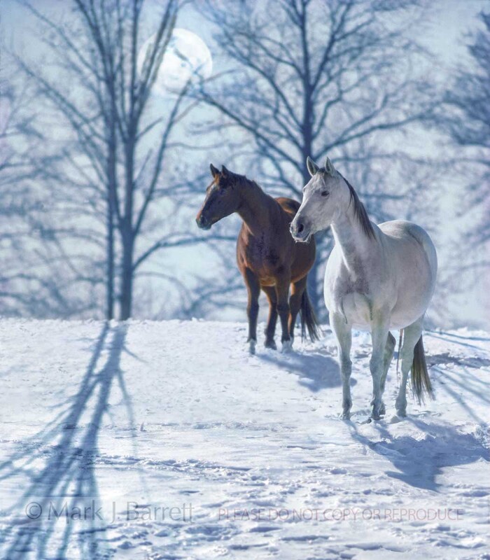 1017B(1).jpg :: Thoroughbred mares in snow