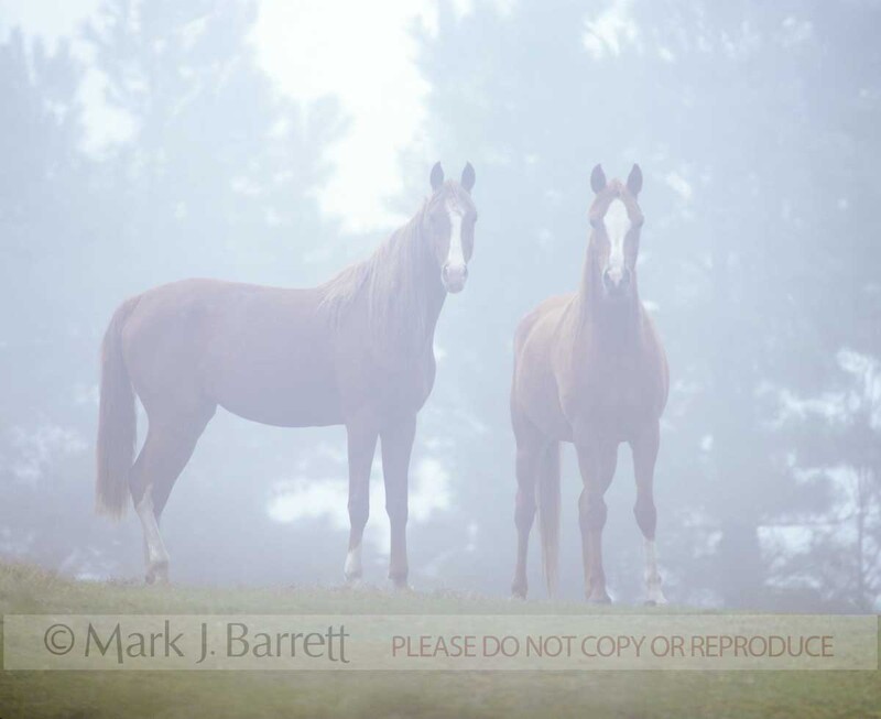 1024(1).jpg :: Two Arabian mares shrouded in early morning mist stand looking at us