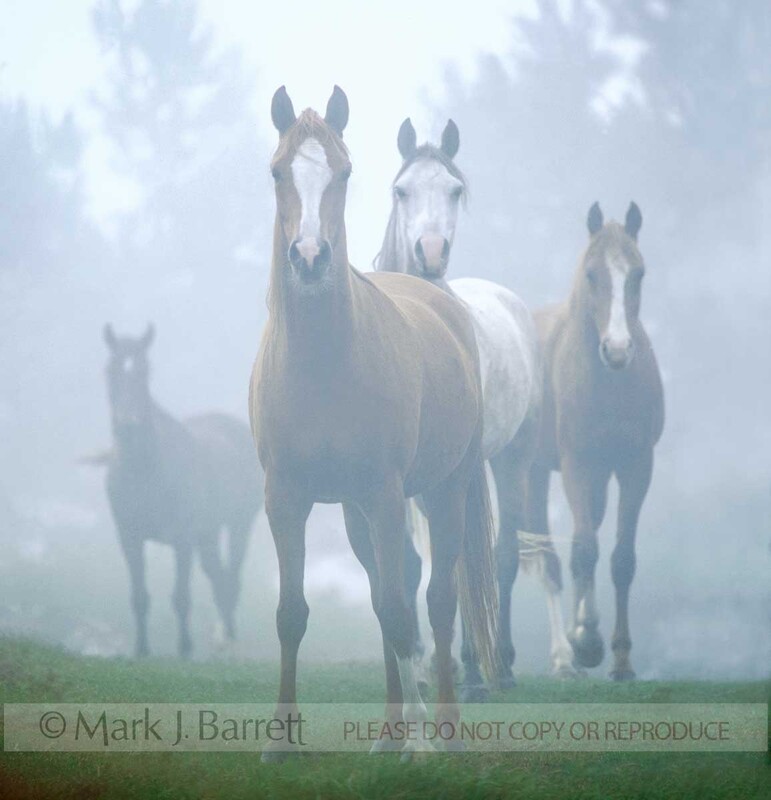 1035(1).jpg :: Four Arabian fillies shrouded in morning mist stand and look intently at us.