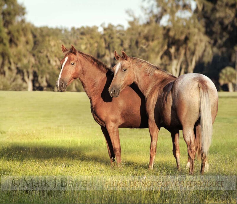 1086A(1).jpg :: Appaloosa mares stand in open paddock, late afternoon