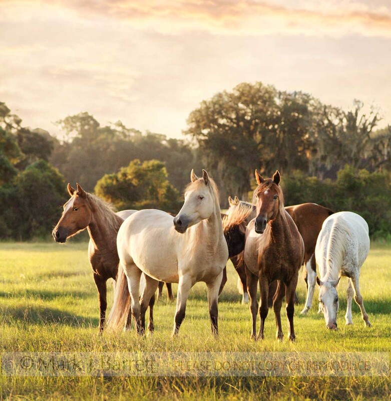 1088-1(1).jpg :: Mixed herd of mares