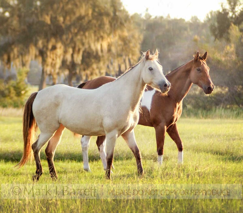 1090(1).jpg :: Champaigne Buckskin and Paint mare