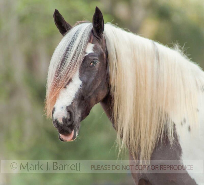 1099B(2).jpg :: Gypsy Vanner Horse mare with tongue out