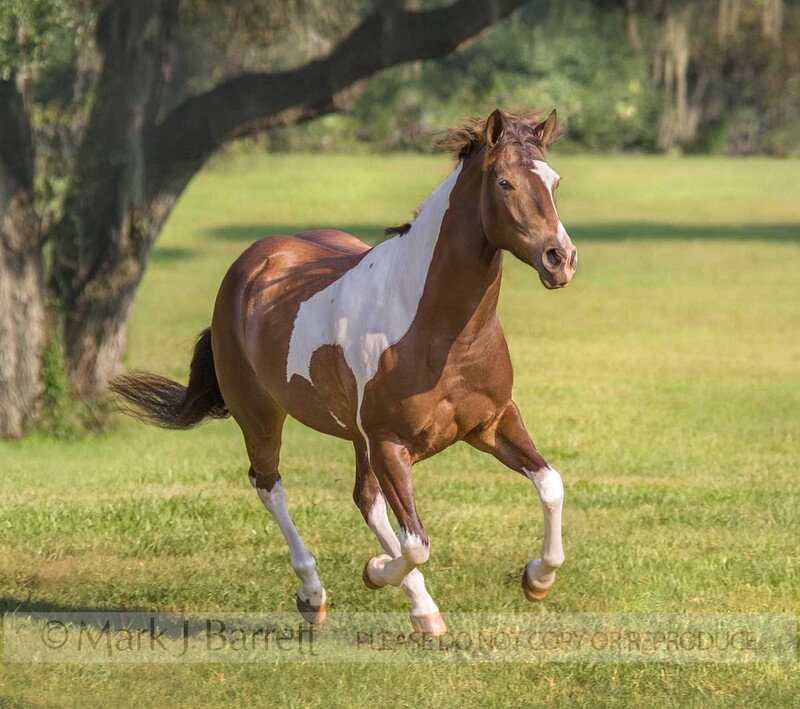 1172U.jpg :: adult male American Paint Quarter Horse colt gallops across green field