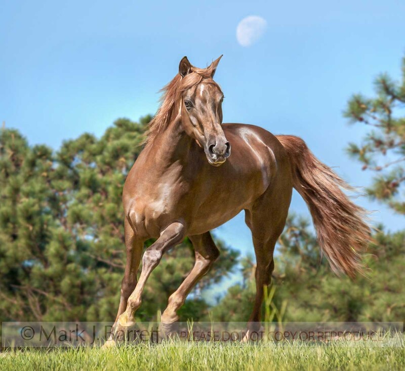 1190H-1(1).jpg :: Morgan horse filly trots with attitude