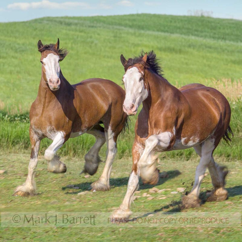 1192D-1(1).jpg :: Two ADULT Clydesdale Draft horses gallop in green field
