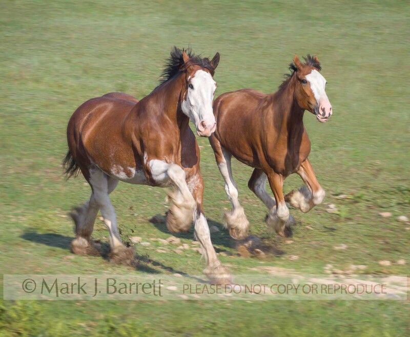 1192D-2(1).jpg :: pair of adult Clydesdale Draft Horses gallop across  grass field
