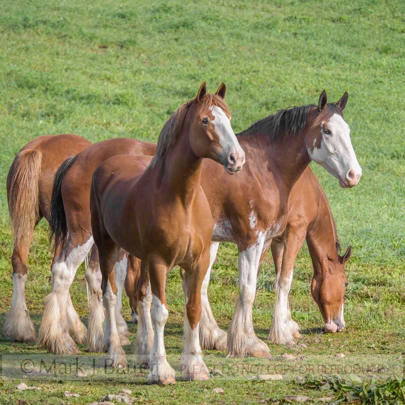 1193M-1.jpg :: Threeadult  Clydesdale Draft horses in greeen paddock.