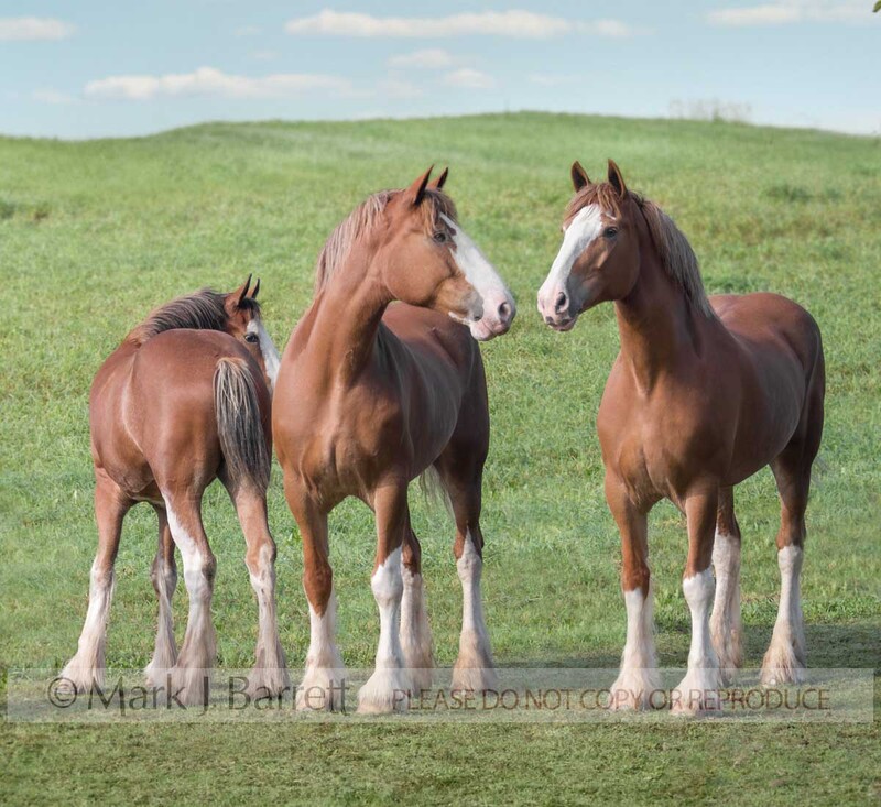 1193P-1.jpg :: juvenile and adult female Clydesdale draft horses in grass field