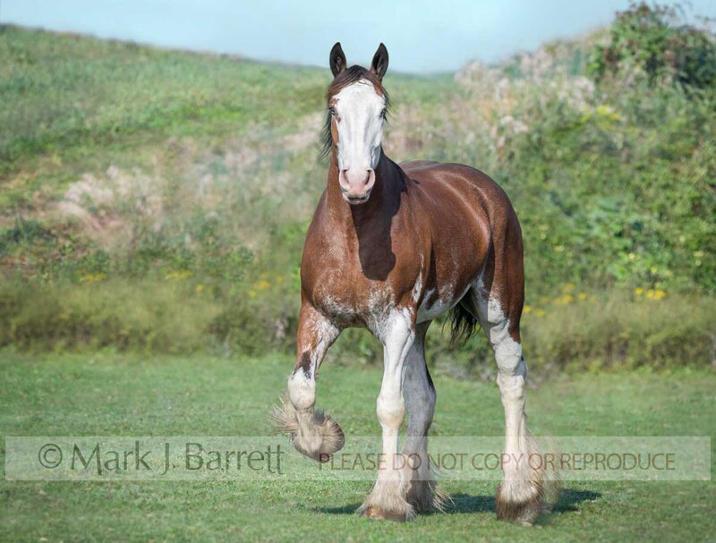 1194D-2.jpg :: young adult Clydesdale Draft horse trots toward us in green field