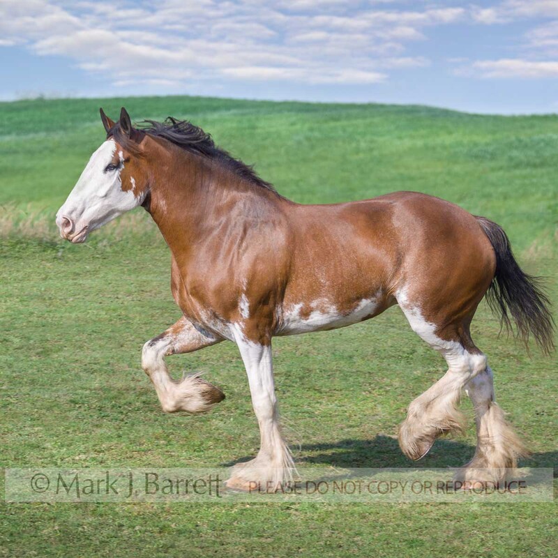 1195G-2.jpg :: Adult male Clydesdale Draft horse gelding trots in open grass field
